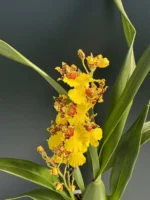 Ορχιδέα Oncidium Yellow Bee