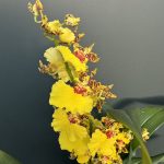 Ορχιδέα Oncidium Yellow Bee