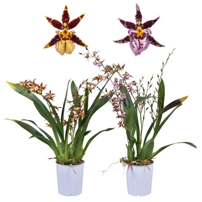Oncidium Titanium 4tak Mix scaled 1 • Ελληνικές Ορχιδέες • Μοναδικές ορχιδέες με στυλ και αρώματα!