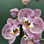 Ορχιδέα Phalaenopsis - Black Stripes