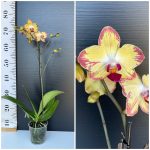 Ορχιδέα Phalaenopsis Papagayo 1stam