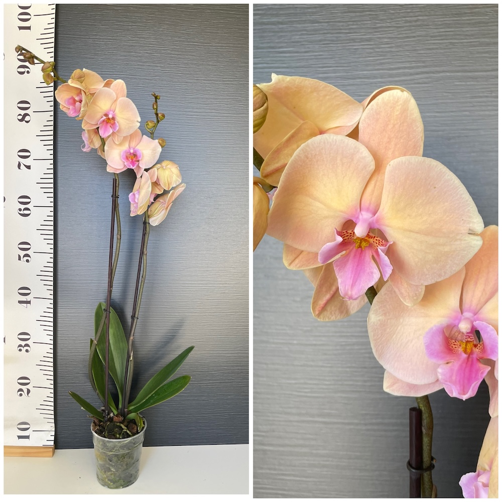 IMG_4657 Ορχιδέα Phalaenopsis Pastello Kiss - Image 1