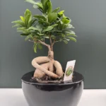 Bonsai Ficus microcarpa  σε μαύρο κεραμικό
