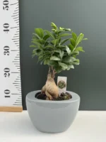 Bonsai Ficus microcarpa σε γκρί κεραμικό - Image 2