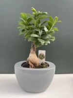 Bonsai Ficus microcarpa σε γκρί κεραμικό