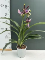 Ορχιδέα Zygopetelum Louisendorf - Image 2