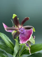 Ορχιδέα Zygopetelum Louisendorf