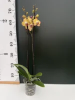 Ορχιδέα Phalaenopsis Papagayo - Image 2