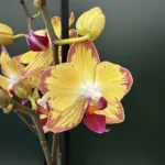 Ορχιδέα Phalaenopsis Papagayo