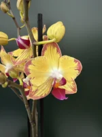 Ορχιδέα Phalaenopsis Papagayo