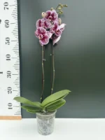 Ορχιδέα Phalaenopsis - Phantom - Image 2