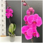 Ορχιδέα Phalaenopsis - Happy Touch - Image 2