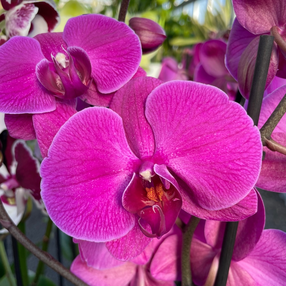 IMG_8637 Ορχιδέα Phalaenopsis - Happy Touch - Image 1
