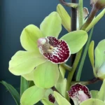 Ορχιδέα Cymbidium Magic 