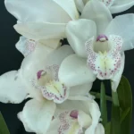 Ορχιδέα Cymbidium White