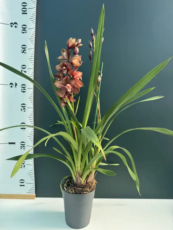 IMG_3093 IMG 3093 • Ελληνικές Ορχιδέες • Μοναδικές ορχιδέες με στυλ και αρώματα!