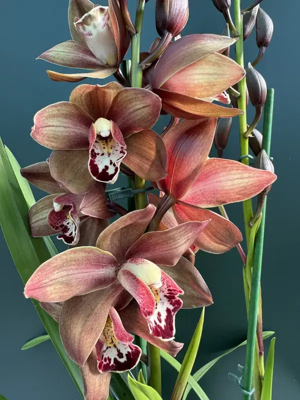 IMG_3094 IMG 3094 • Ελληνικές Ορχιδέες • Μοναδικές ορχιδέες με στυλ και αρώματα!