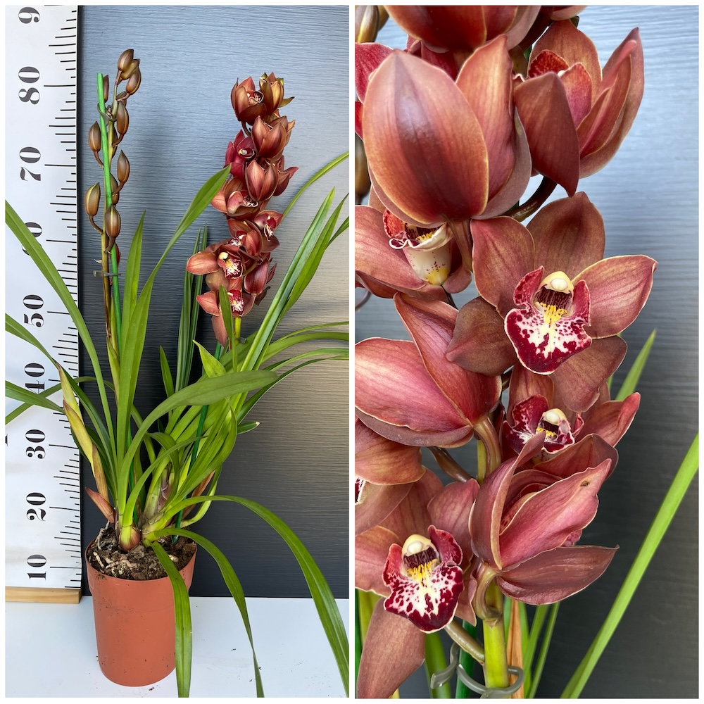 IMG_3791 Ορχιδέα Cymbidium Chocolate - Image 1