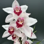 Ορχιδέα Cymbidium Red Lip