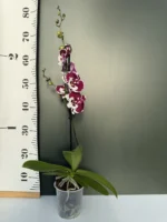 Ορχιδέα Phalaenopsis Big Lip Dolka - Image 2