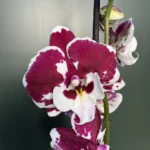 Ορχιδέα Phalaenopsis Big Lip Dolka