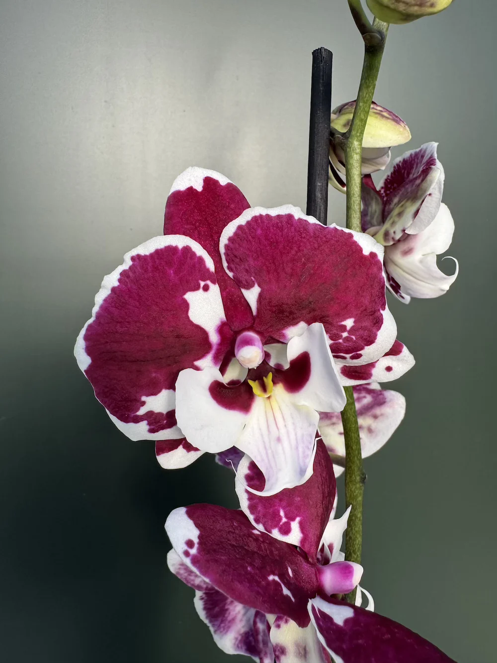 IMG_4258 Ορχιδέα Phalaenopsis Big Lip Dolka - Image 1