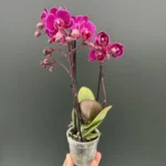 Ορχιδέα Phalaenopsis Mini Velvet