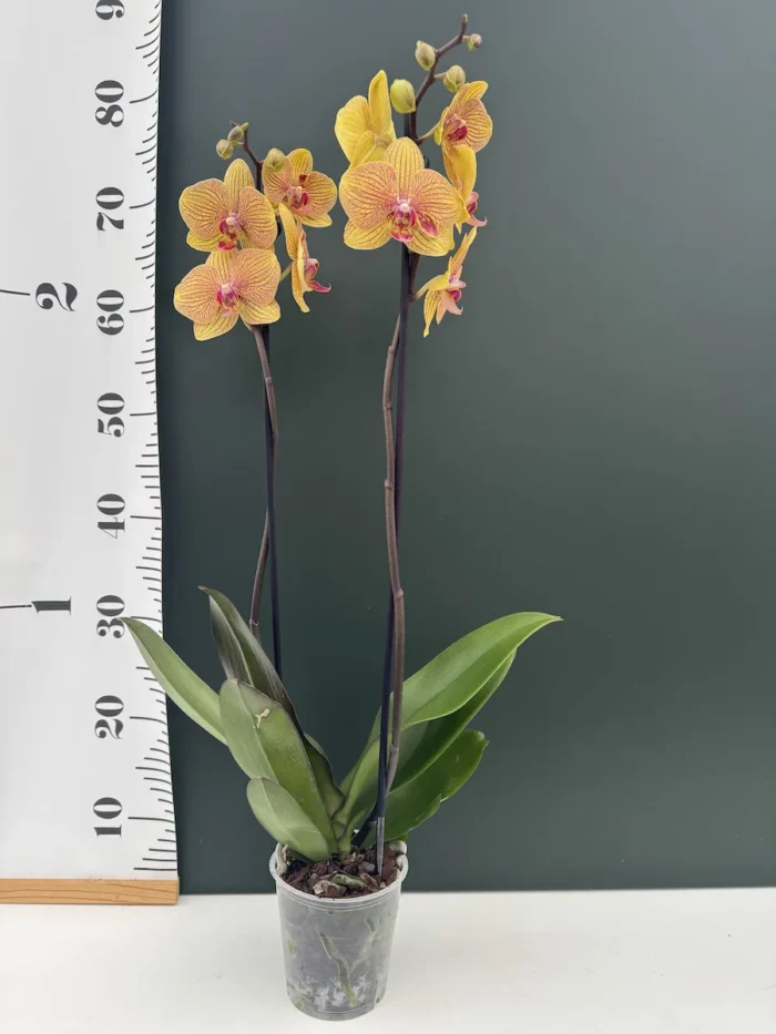 Ορχιδέα Phalaenopsis Safir - Image 2