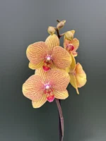 Ορχιδέα Phalaenopsis Safir
