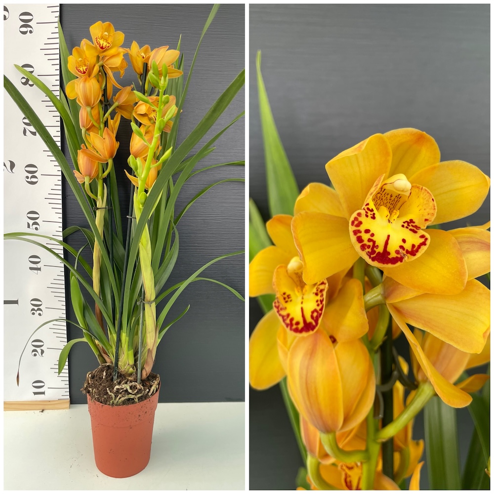 IMG_7151 IMG 7151 • Ελληνικές Ορχιδέες • Μοναδικές ορχιδέες με στυλ και αρώματα!