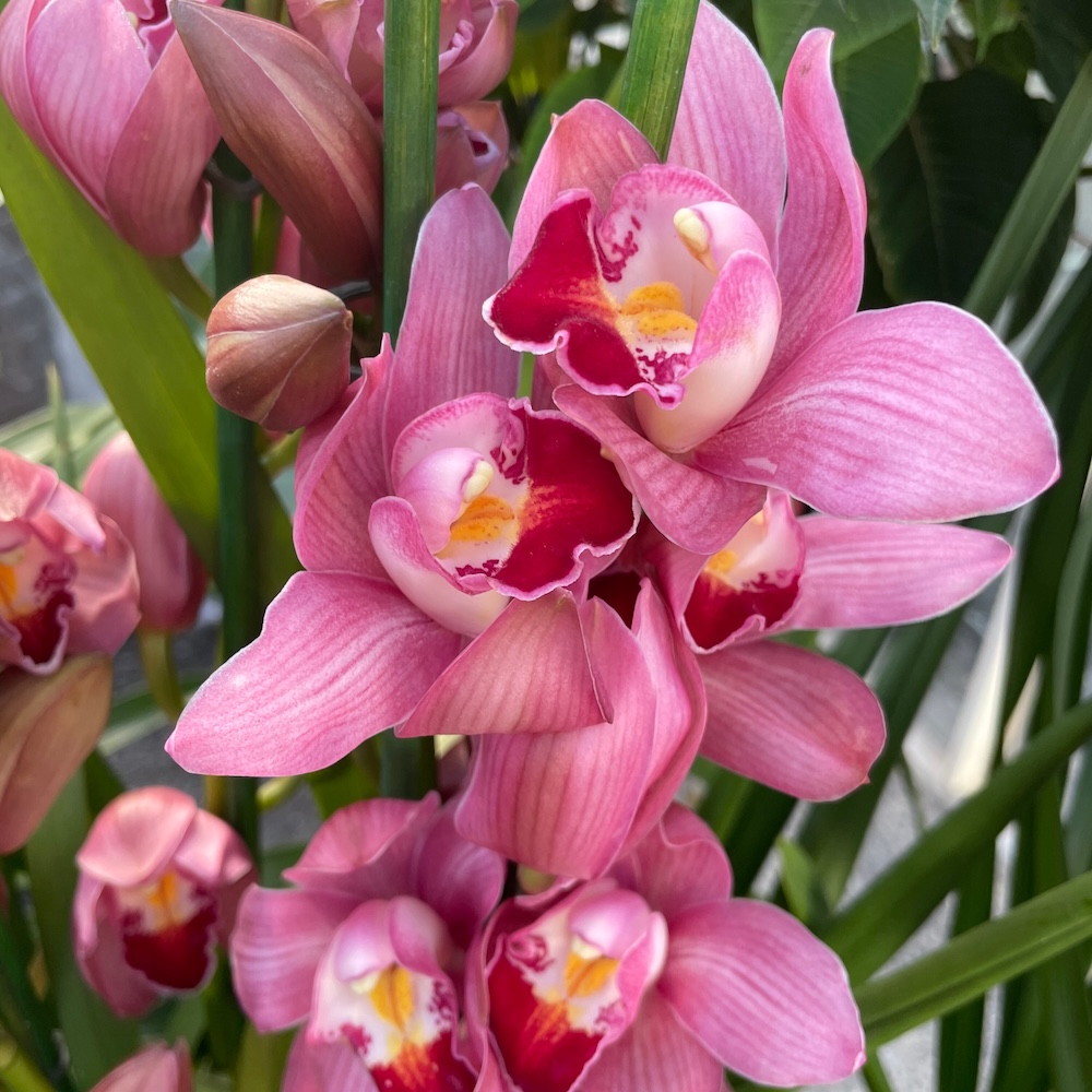 IMG_8105 Ορχιδέα Cymbidium Antonela - Image 1