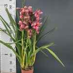 Ορχιδέα Cymbidium Antonela - Image 2