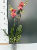 Ορχιδέα Phalaenopsis Surf Song - Image 2