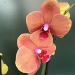 Ορχιδέα Phalaenopsis Surf Song