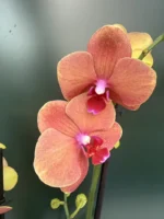 Ορχιδέα Phalaenopsis Surf Song
