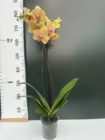 Ορχιδέα Phalaenopsis Safir - Image 2