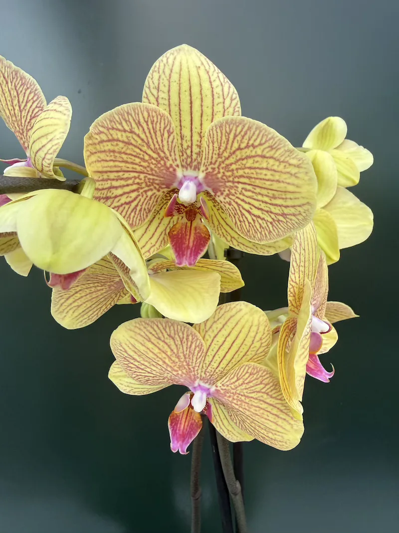 IMG_8197 Ορχιδέα Phalaenopsis Safir - Image 1