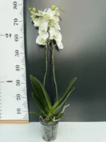 Ορχιδέα Phalaenopsis White - Image 2