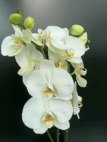 Ορχιδέα Phalaenopsis White