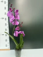 Ορχιδέα Phalaenopsis Pink Princess 1tak - Image 2