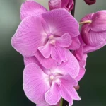Ορχιδέα Phalaenopsis Pink Princess 1tak