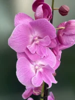 Ορχιδέα Phalaenopsis Pink Princess 1tak