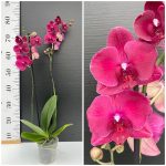 Ορχιδέα Phalaenopsis Burgundi - Image 2