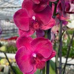 Ορχιδέα Phalaenopsis Burgundi