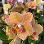 Ορχιδέα Phalaenopsis Mf Orange Velvet