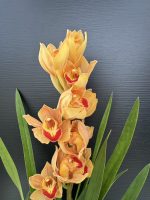 Ορχιδέα Cymbidium Queen Elen 