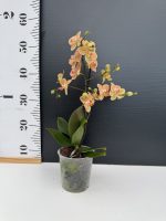 Ορχιδέα Phalaenopsis Mf Orange Velvet - Image 2