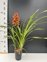 Ορχιδέα Cymbidium - Brown Pearl  - Image 2