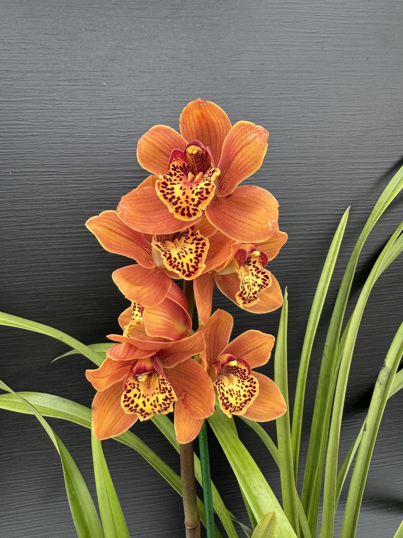IMG_9268.HEIC Ορχιδέα Cymbidium - Brown Pearl - Image 1