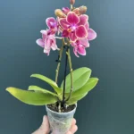 Ορχιδέα Phalaenopsis Mini Kyra